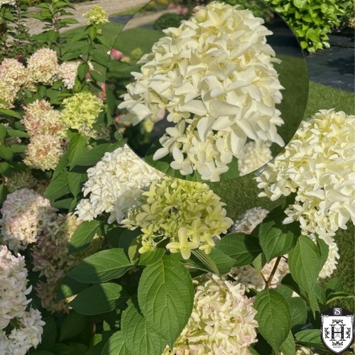 Hydrangea paniculata 'Skyfall' - Aedhortensia 'Skyfall' C2/2L